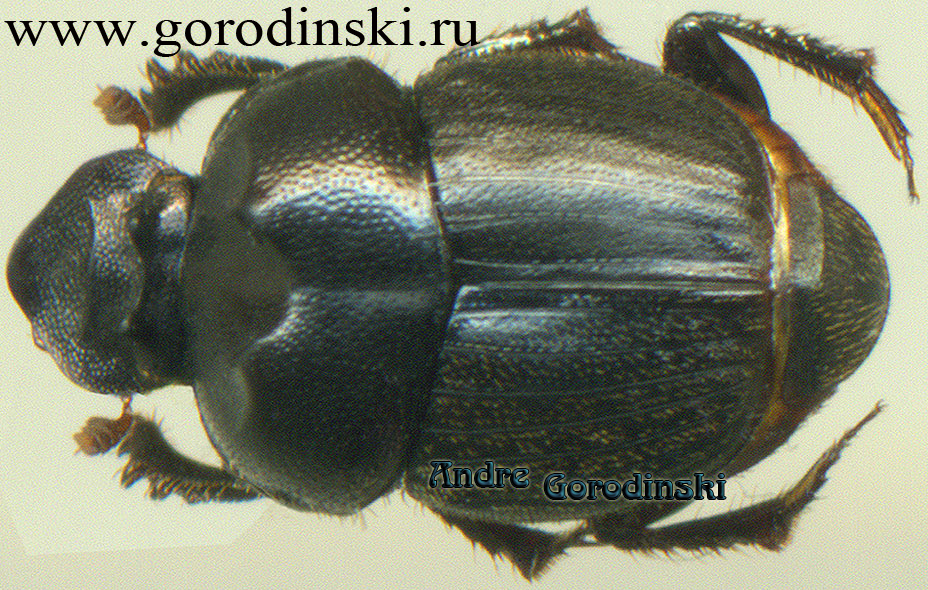 http://www.gorodinski.ru/copr/Onthophagus atripennis.jpg